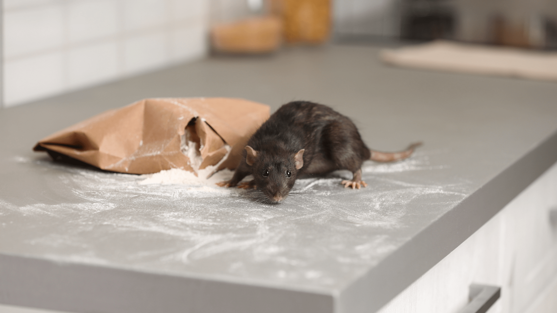 Rodent Control is Important for preventing rodents like this one from getting in the home and eating the flower on the counter in the kitchen.